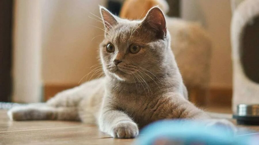 Pin by Mourad on Cats Pretty cats, Tabby cat, Cute cats