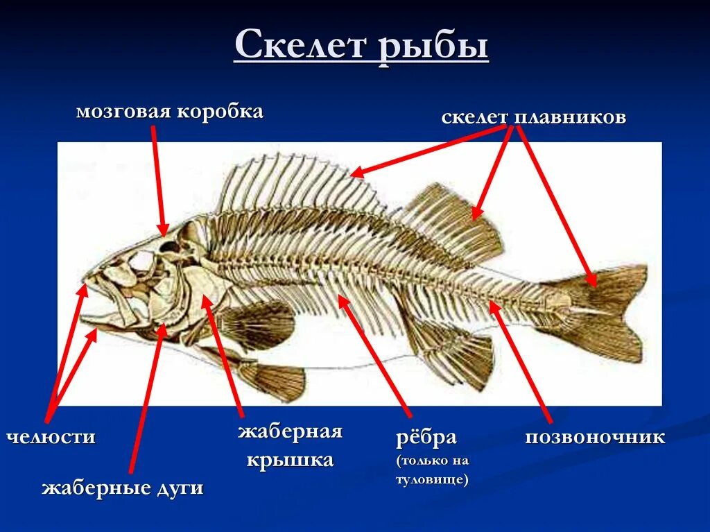 Скелет туловища рыбы. Осевой скелет костистой рыбы. скелет надкласса рыбы. скелет костной рыбы 7 класс биология. строение скелета рыбы 7 класс биология.