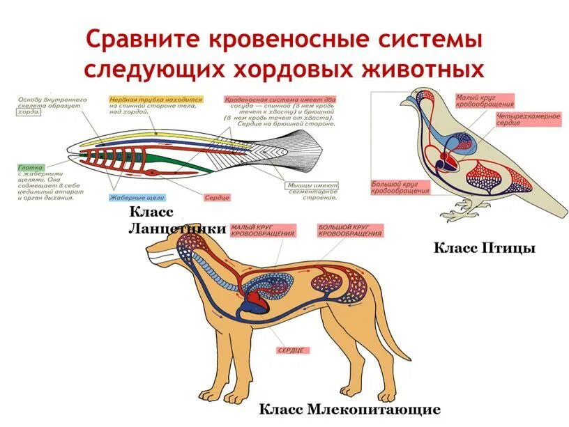Функции кровеносной системы позвоночных. Кровеносная система собаки биология 7 класс. строение кровеносной системы хордовых. кровеносная система хордовых животных 7 класс. строение кровеносной системы животных.
