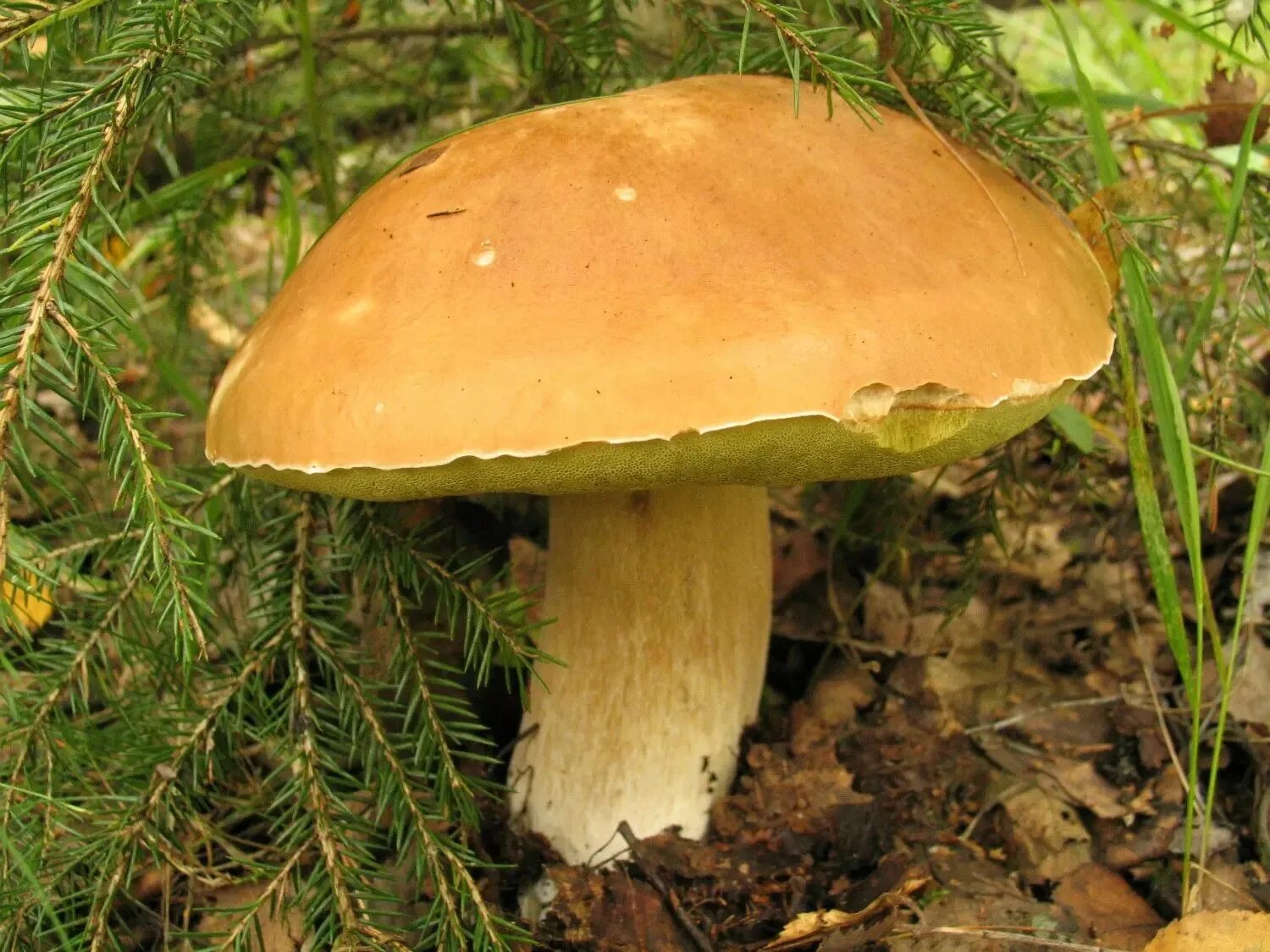 Виды белых грибов описание. Белый гриб еловый. Боровик еловый. Белый гриб съедобные грибы. Белый гриб съедобный.