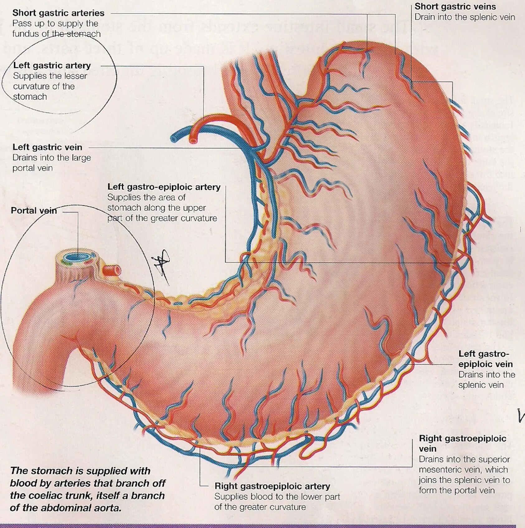 Кардиальный латынь. Кровоснабжение желудка анатомия схема. Кровоснабжение желудка схема топографическая анатомия. Кровоснабжение и иннервация желудка. Анатомия желудка кровоснабжение иннервация.