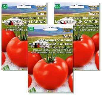 Томаты монгольский карлик характеристика фото