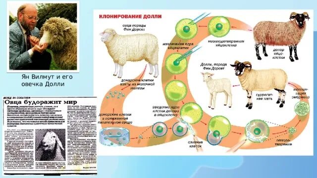 Первым в мире клонированным млекопитающим была