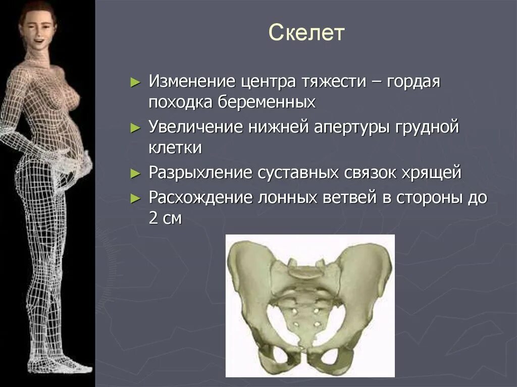 Изменение скелета. Изменения скелета. изменение центра тяжести. скелет беременной женщины. женский скелет изменения.
