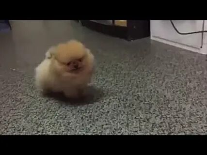 Шпица учит китайский язык
