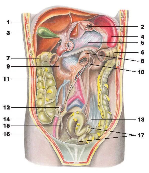 Строение внутренних женских органов человека. Анатомия брюшной полости человека. Анатомия брюшной полости мужчины. Анатомия внутренних органов брюшной полости человека. Анатомия брюшной полости женщины.