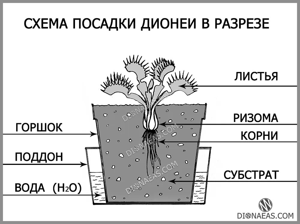 Как вырастить мерцающий корень