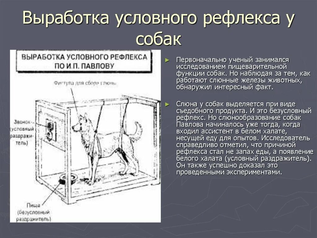 Выработка условного рефлекса схема. Выработка условного рефлекса у собаки. Выработка условного рефлекса по Павлову схема. Условный рефлекс у собак.