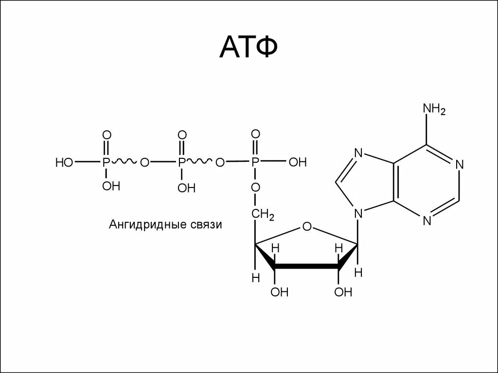 Молекула атф схема. Структура АТФ формула. АТФ формула структурная. Строение АТФ макроэргические связи. Формула АТФ структурная строение.