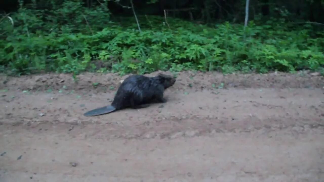 Бобры видео ютуб