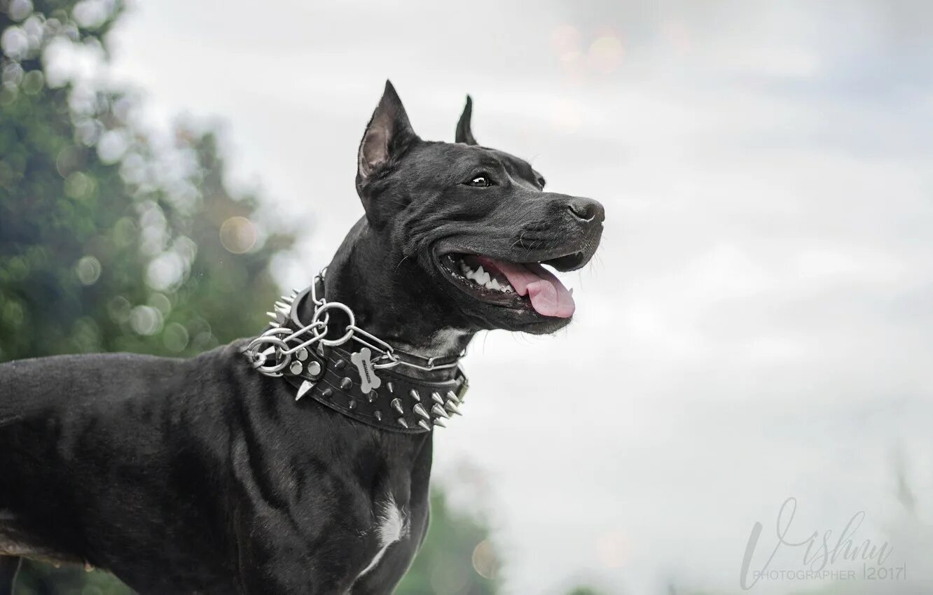 Стафф терьер черный. Американский стаффордширский терьер черный. Американский стаффордширский терьер черный. Черный стафф. Американский стаффордширский терьер черный.