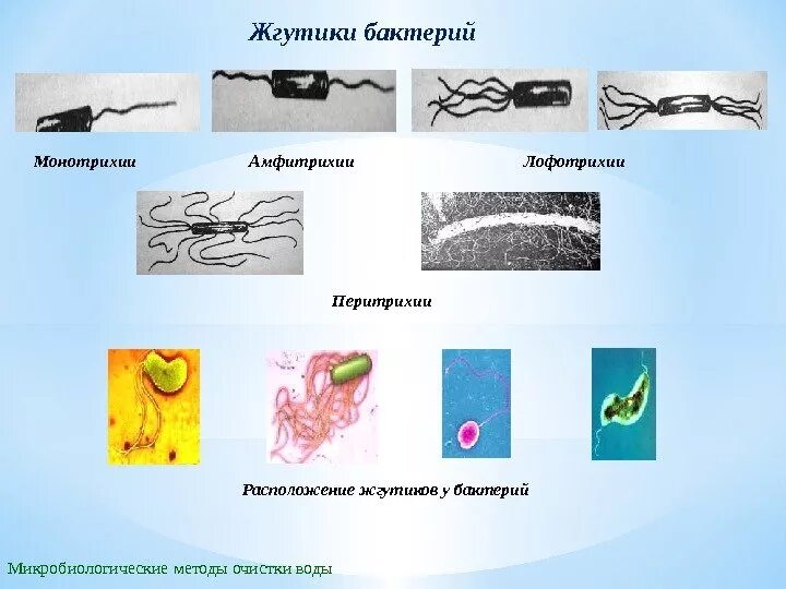 Лофотрихи. Жгутики бактерий. Расположение жгутиков у бактерий. Виды жгутиков у бактерий. Жгутики расположение.