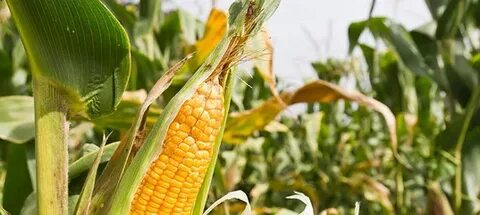 Роль кукурузы