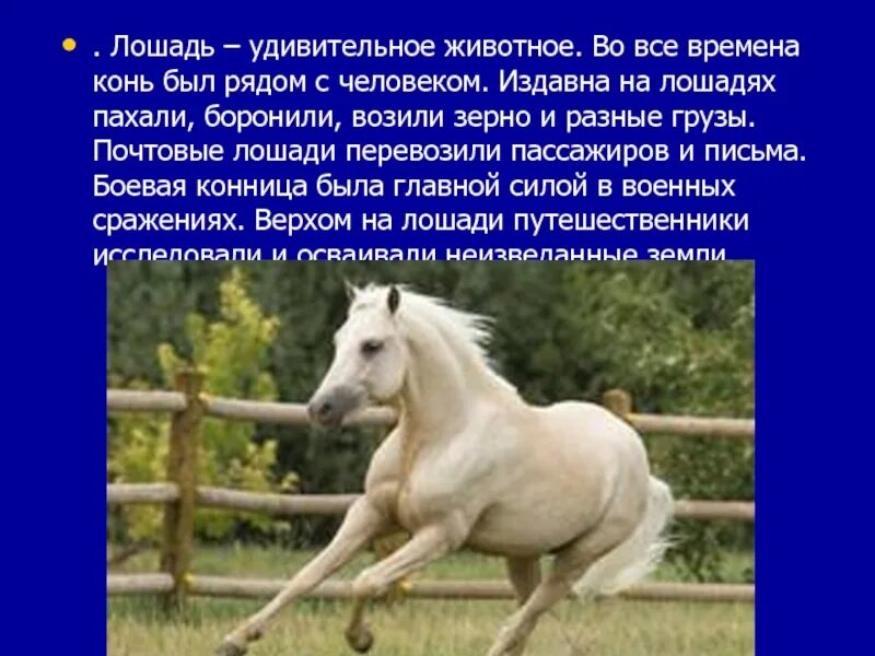 В каком произведении был конь. Удивительные лошади. Удивительные лошади проект. Человек рядом с лошадью. Продолжительность лошадей.