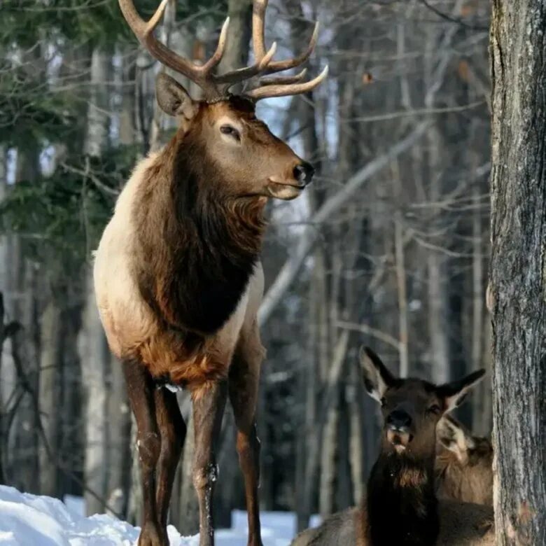 лось восточно сибирский сохатый. белохвостые олени сша. иберийский благородный олень. лось рогач. благородный олень изюбрь.