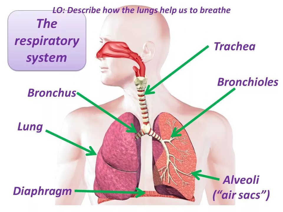 Дыхательная трахея человека. Дыхательная система человека видео. Дыхательная система по английскому. Дыхательная система человека. Дыхательная система человека видео.