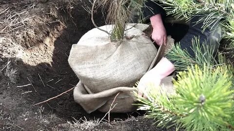 В какое время пересаживают сосны