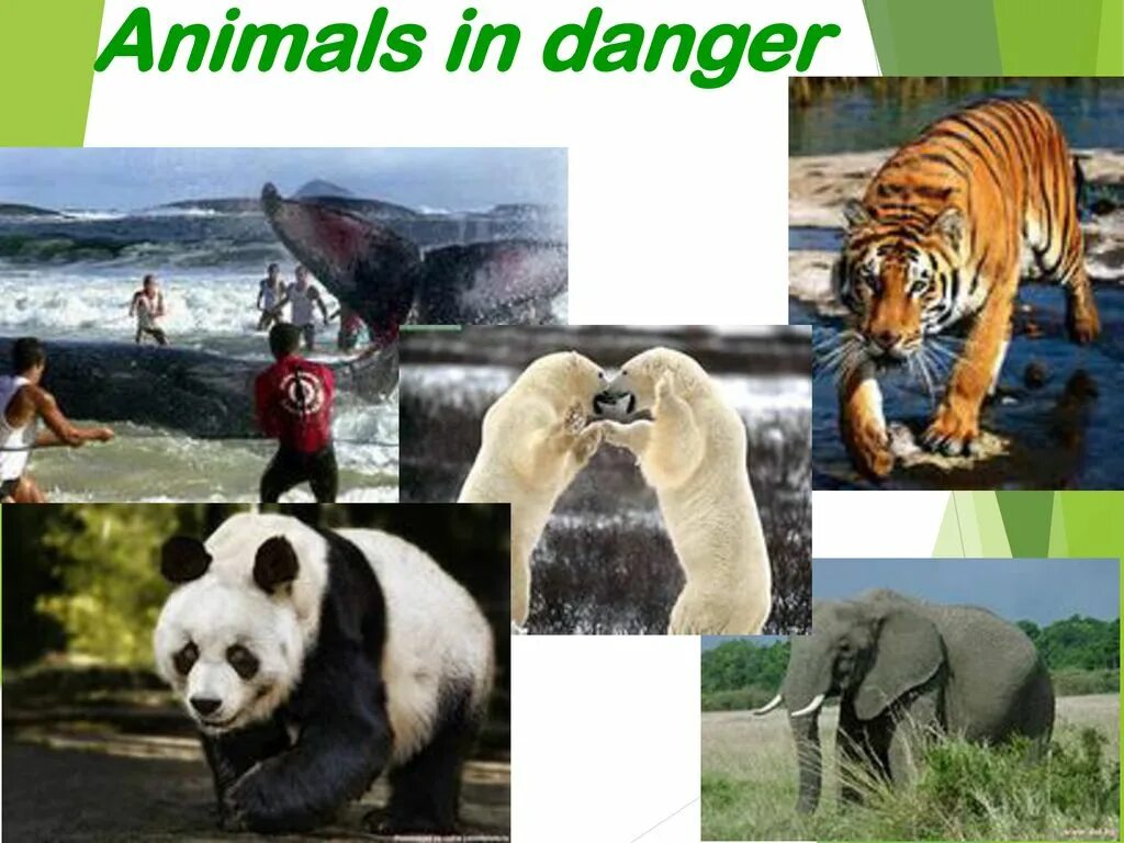 Animals in danger at present