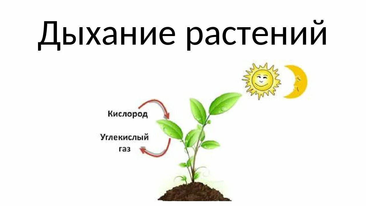 Дыхание растений. Дыхание растений растений. Питание растений и дыхание растений. Процесс дыхания растений. Дышат ли растения углекислым газом