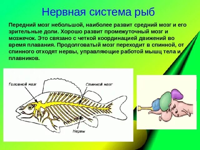 Какой отдел мозга развит у рыб. Нервная система рыб. Нервная система система рыб. Строение нервной системы рыб. Нервная система рыб состоит.