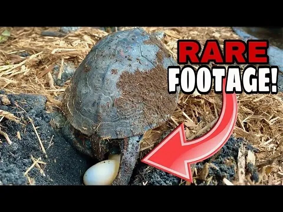 Turtles laying eggs. Turtles laying eggs