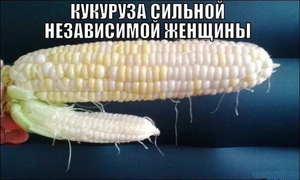 Анекдот про кукурузу. Ворует кукурузу. Кукуруза царица полей хрущев. Хрущев и кукуруза мем. Анекдот про кукурузу.