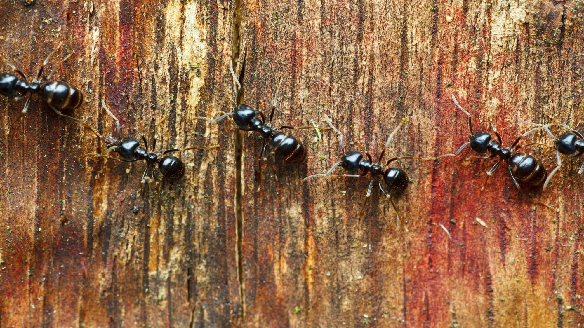 Название армейского муравья. Пахучий муравей-древоточец. Lasius fuliginosus. Муравьи древоточцы гнездо. Муравей древоточец размер.