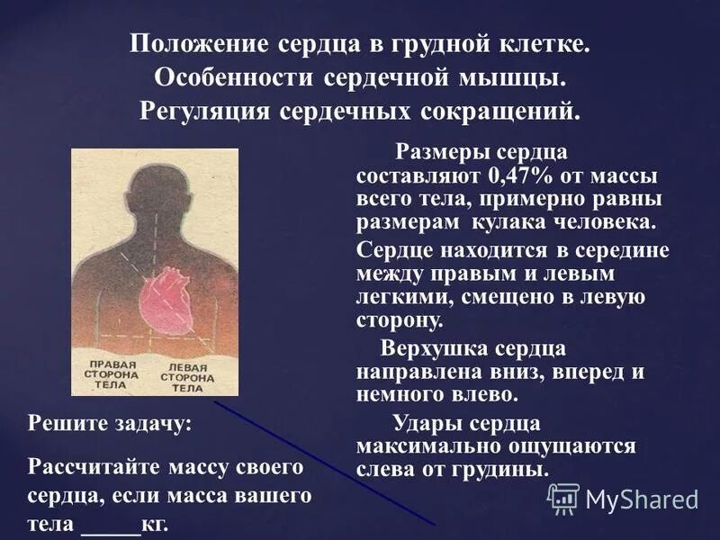 Сердце в грудной клетке анатомия. Сердце: положение сердца. Положение сердца в грудной полости. Сердце расположение строение. Положение сердца в грудной полости.