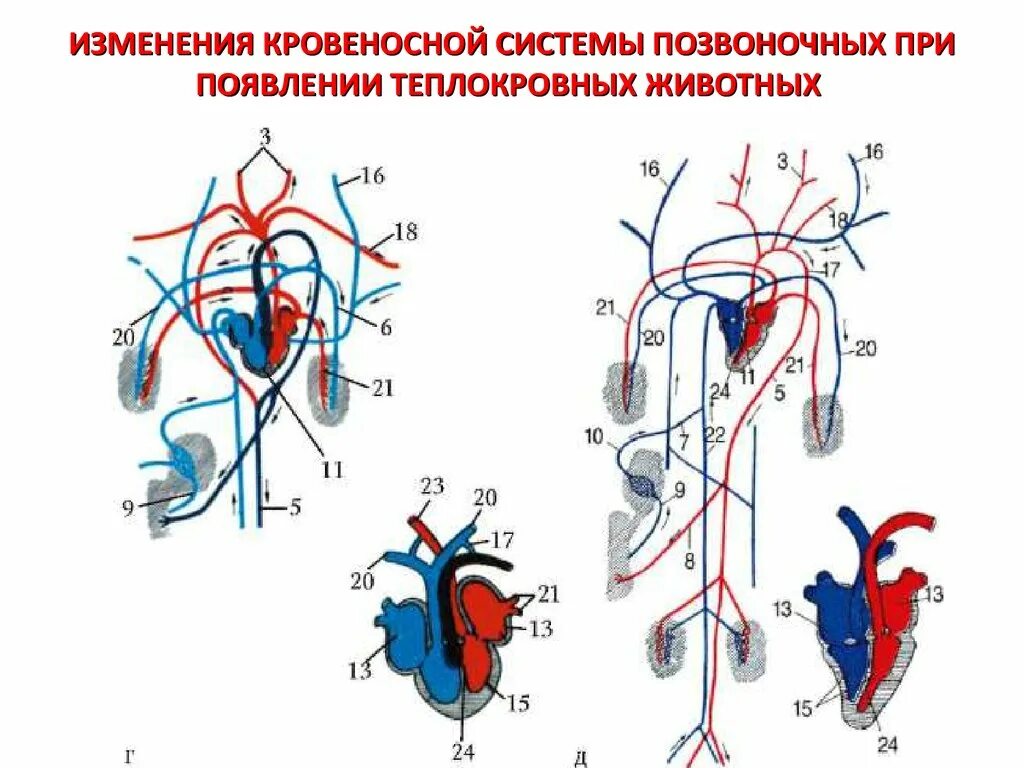 Филогенез кровеносной. Кровеносная система оленя. Схема кровеносной системы крысы. Кровеносная система млекопитающих схема на крысе. Анатомия крысы кровеносная система.