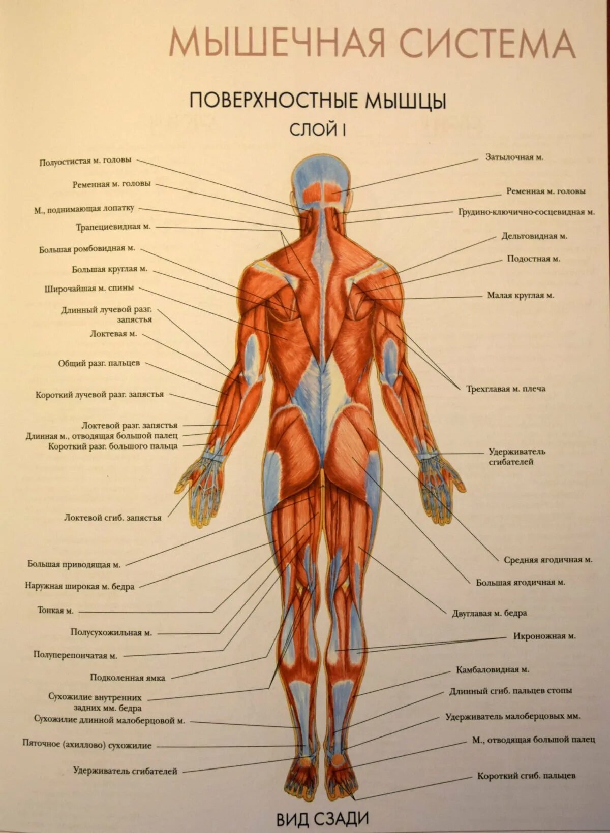Мышечная система человека схема для массажа. Назовите мышцы человека