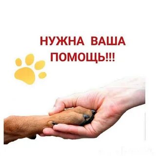 Если можешь помочь помоги животным