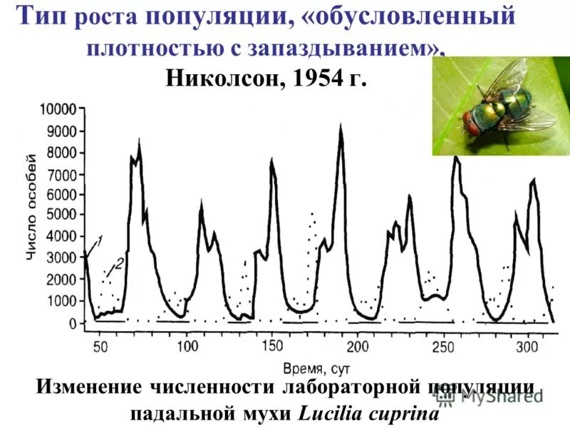 Постройте графики изменения численности популяции животных. Динамика роста численности популяции. Абсолютная и относительная численность популяции. График популяции зайцев. Волны жизни популяционные волны.