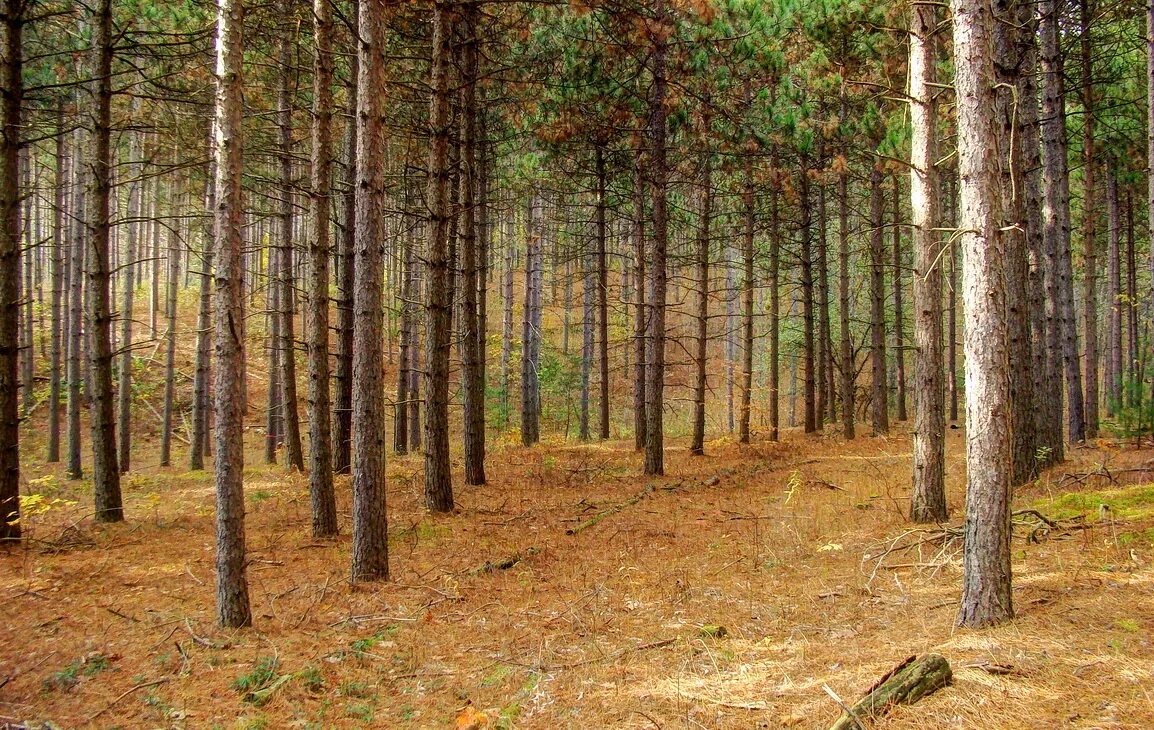 Ленобласть сосновый бор природа. Сосновый лес осенью. Сосновый лес осенью. Сосновый бор верхотурье. Сосновый лес осенью.