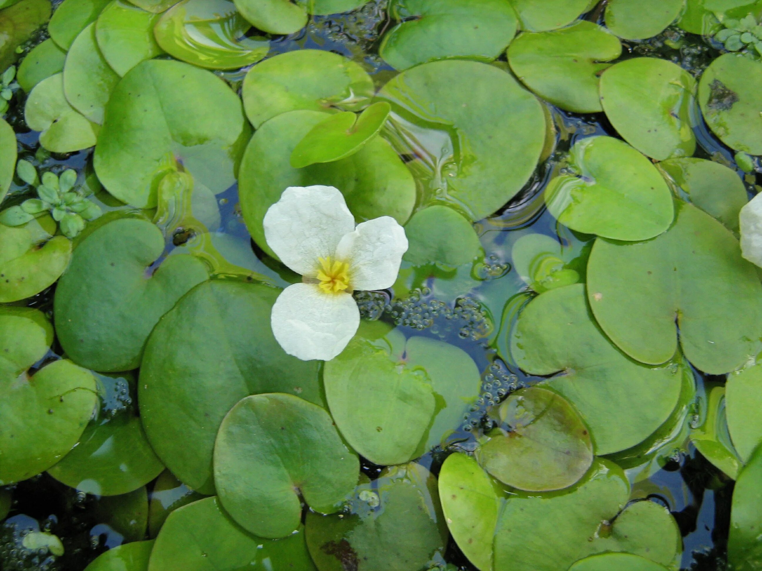 Водокрас обыкновенный. Водокрас Лягушачий. Водокрас Лягушачий (Hydrocharis morsus-Ranae). Водокрас обыкновенный (Hydrocharis morsus-Ranae). Турионы водокраса.