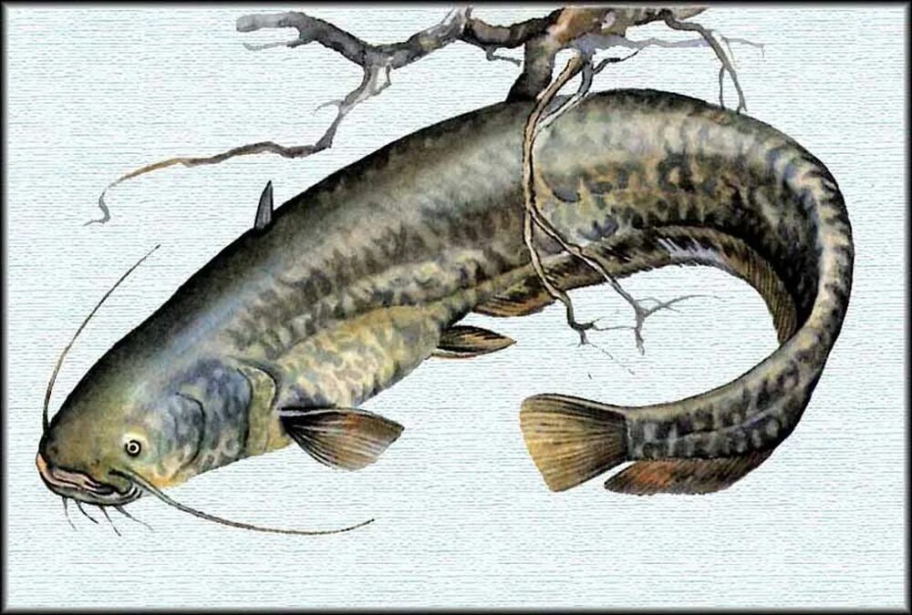 Обыкновенный сом речной. Сом картинка. Сом солдатова. Европейский сом silurus glanis. Обыкновенный сом.