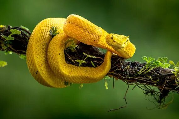 Yellow eyelash pit viper (Bothriechis schlegelii) (15) Flickr