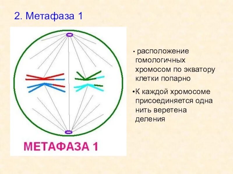 Сколько клеток в метафазе