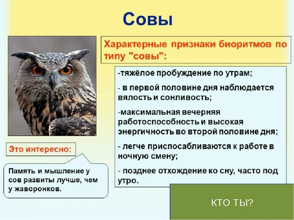 Как определить сов вид. Люди совы характеристика. сова и жаворонок типы людей. режим совы. сова характер человека.