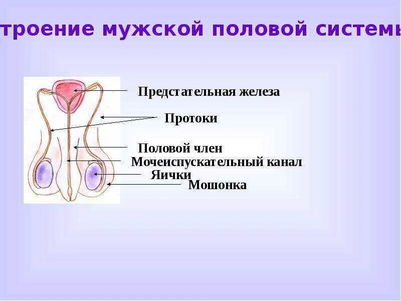 Что такое мужской пол. Мужская половая. Схема мужской половой системы. Строение мужских половых органов. Мужская половая система строение.