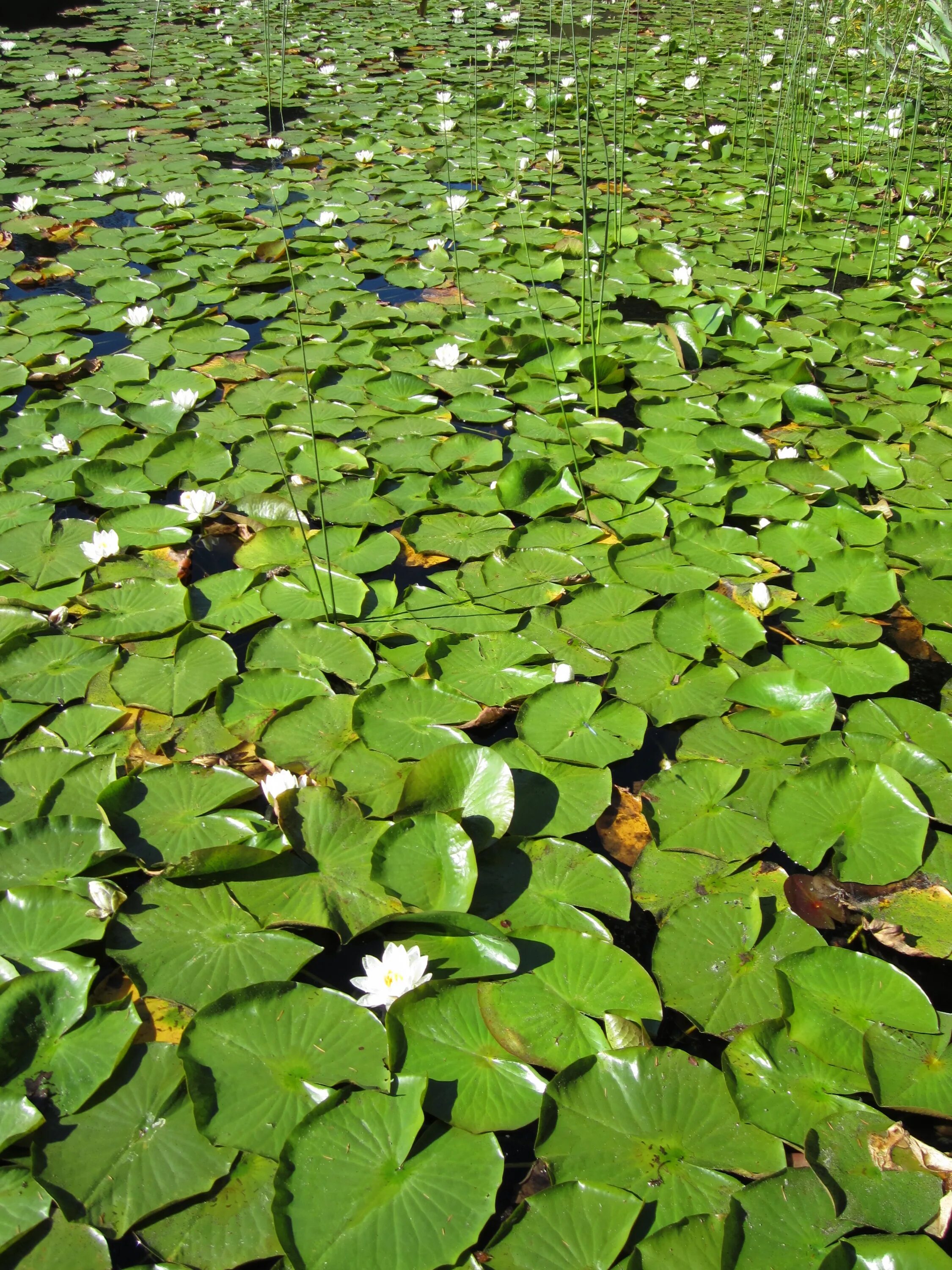 Большие листья на воде. Теренкуль кувшинки. Кувшинка водные растения. Листья лотоса кувшинок. Листок кувшинки.