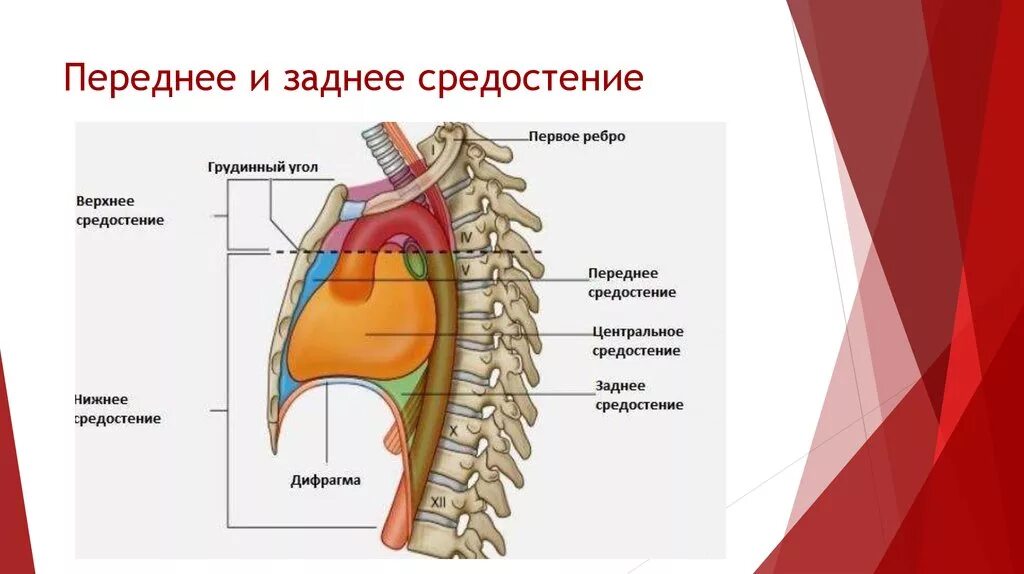 Топография органов переднего средостения схема. Топография органов заднего средостения. Органы заднего средостения топографическая анатомия. Сосудистые компоненты заднего средостения схема.