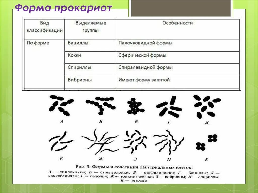 Бактерии прокариоты признаки. Формы бактерий прокариот. Морфология бактерий формы бактерий. Прокариотическая клетка формы бактерии. Классификация прокариот по форме.