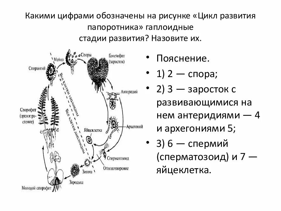 Цикл развития папоротника гаплоидные стадии развития. Цикл развития папоротника обозначены цифрами. Стадия жизненного цикла папоротника обозначена цифрой. Каким номером на схеме обозначены гаплоидные споры папоротника?. Каким номером на схеме обозначена спора папоротника