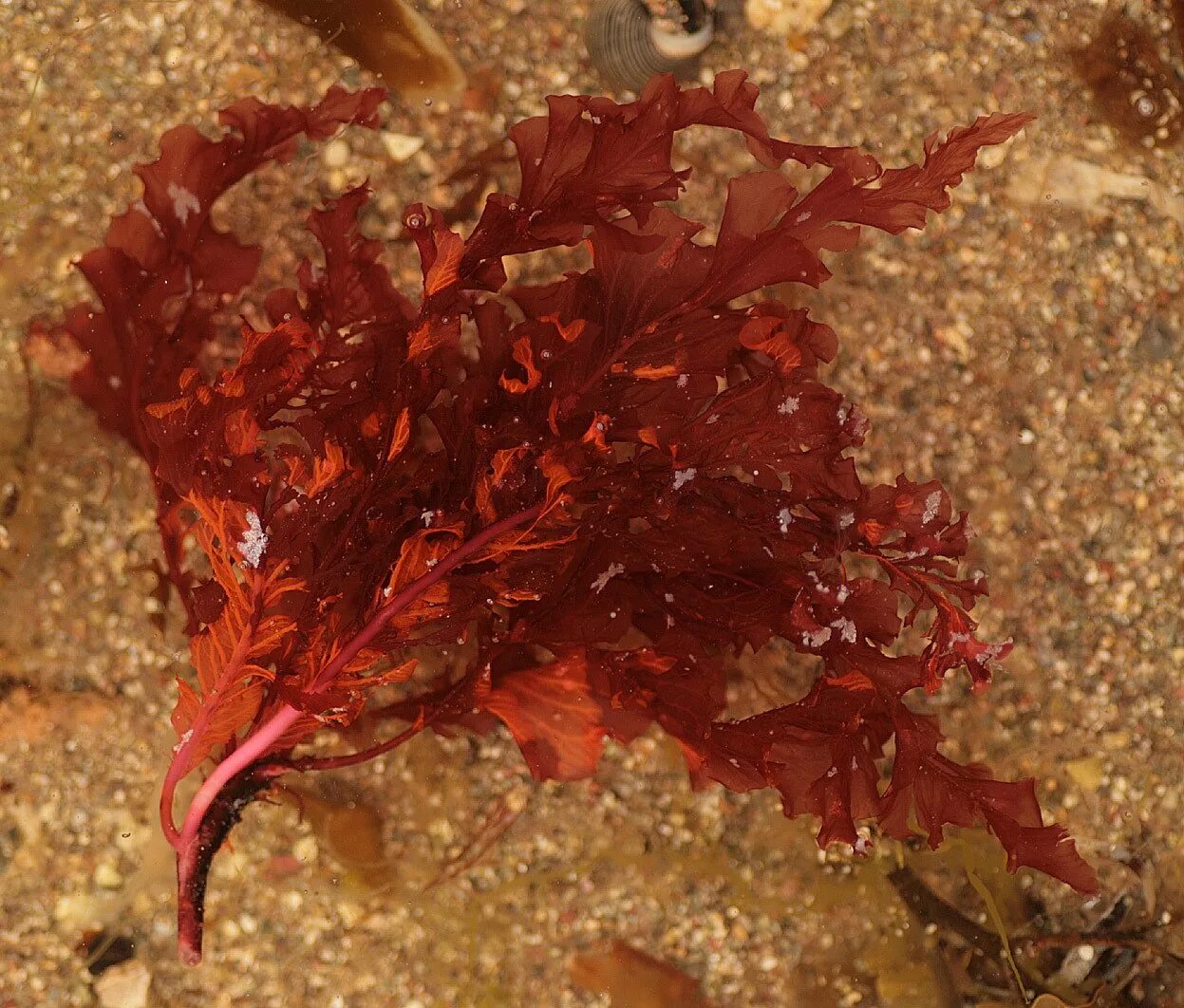 Delesseria sanguinea. Красные водоросли делессерия. Порфира водоросль. 32.Делессерия/.