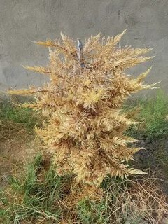 Кипарис пожелтел что делать