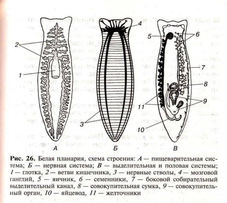 Внутреннее строение плоских. Молочная планария внутреннее строение. Строение плоских червей ЕГЭ. Системы органов плоских червей. Молочная планария половая система.