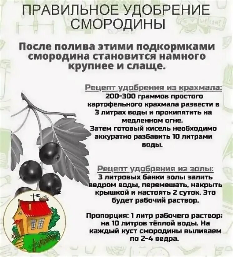 Смородина подкормка весной после зимы. Подкормка смородины. Удобрение для смородины. Схема подкормки смородины. Весенняя подкормка смородины.