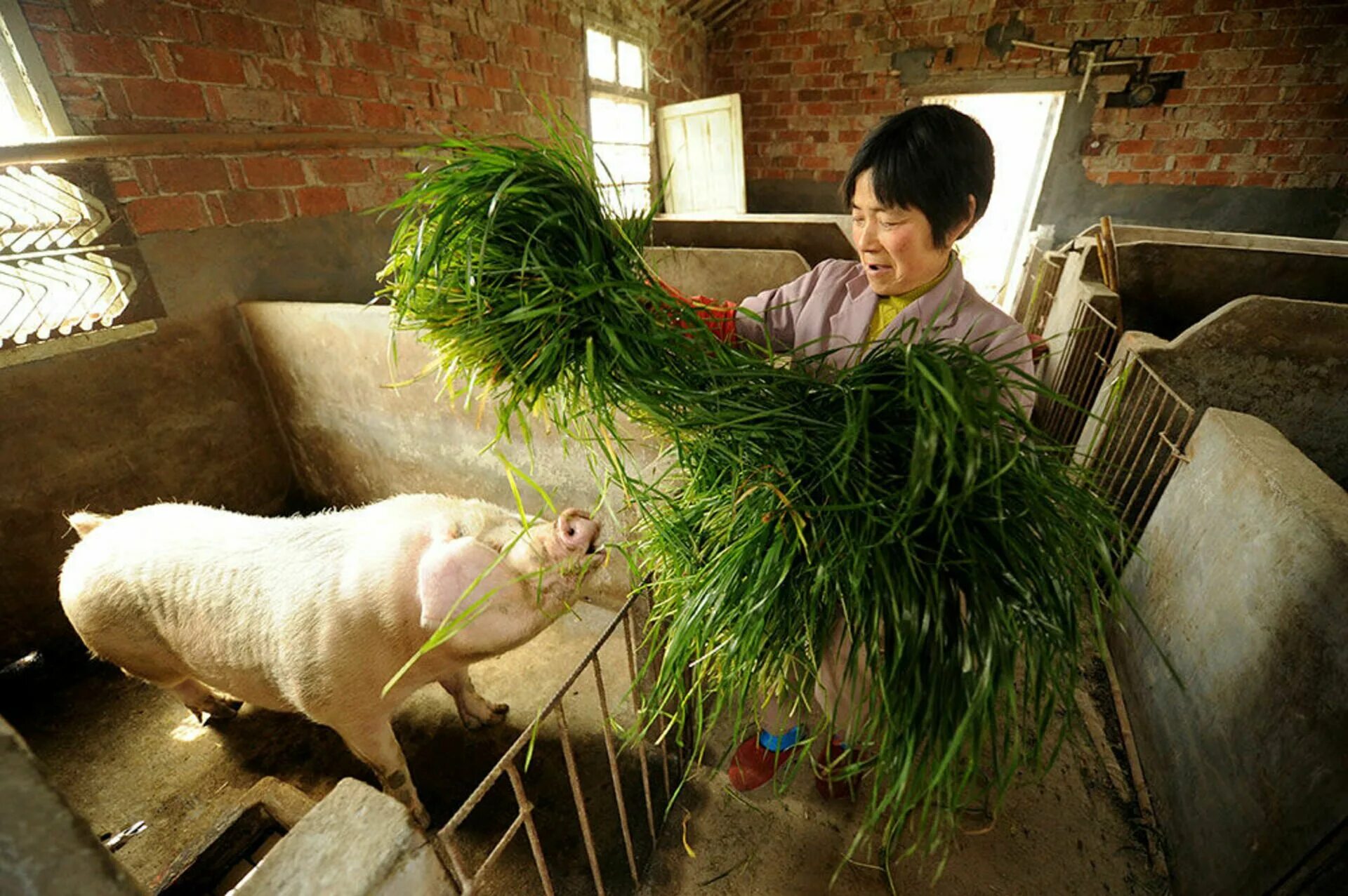 Сх китайски. Животноводство Южной Кореи. Сельское хозяйство Китая свиноводство. Сельское хозяйство Японии животноводство. Скотоводство в Китае.