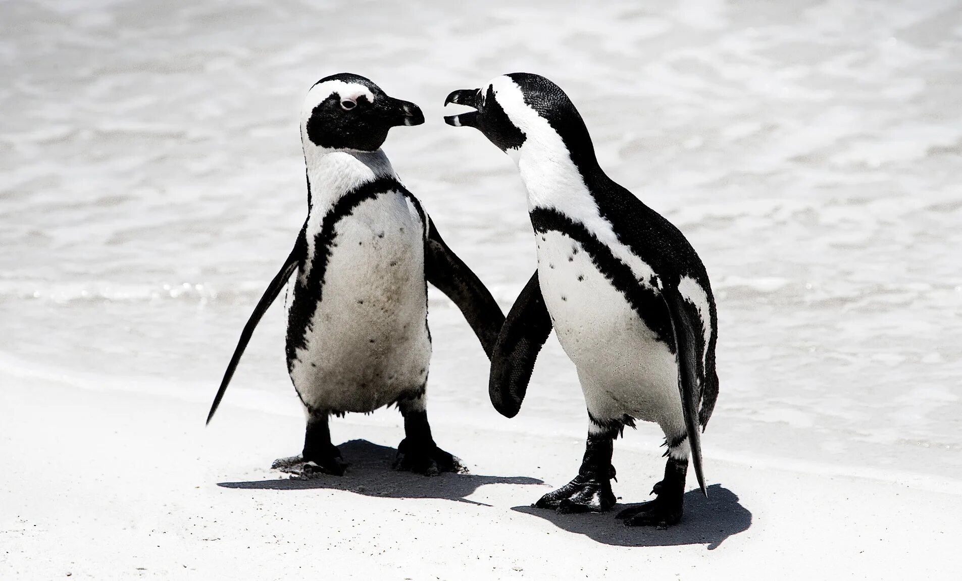 императорский пингвин в сравнении с человеком. окрас королевского пингвина. доисторические пингвины. черно желтые пингвины. информация о пингвинах.