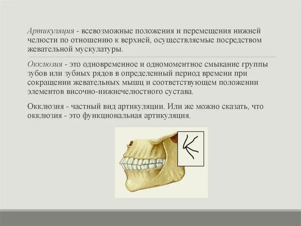 Артикуляция нижней челюсти. Артикуляция окклюзия и прикус зубов. Артикуляция это в стоматологии. Нижняя артикуляция